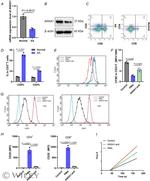 Annexin A1 Antibody in Western Blot (WB)