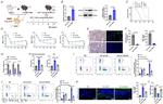 Annexin A1 Antibody in Western Blot (WB)