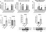 PMCA4 ATPase Antibody in Western Blot (WB)