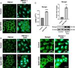 PMCA4 ATPase Antibody in Immunocytochemistry (ICC/IF)
