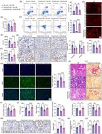 Oct-2 Antibody in Immunohistochemistry (IHC)
