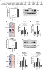NUR77 Antibody in Western Blot (WB)