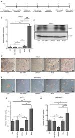 NUR77 Antibody in Western Blot (WB)