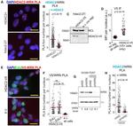 Nucleolin Antibody in Western Blot (WB)