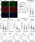 Nucleolin Antibody in Western Blot (WB)