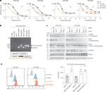 EGFR Antibody in Flow Cytometry (Flow)