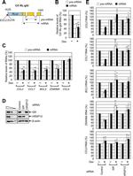 HRSP12 Antibody in Western Blot (WB)