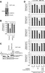HRSP12 Antibody in Western Blot (WB)