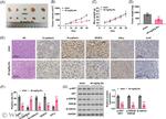 IFN gamma Antibody in Immunohistochemistry (IHC)