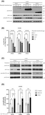 PLK2 Antibody in Western Blot (WB)