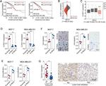 Claudin 11 Antibody in Immunohistochemistry (Paraffin) (IHC (P))