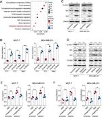 GLI2 Antibody in Western Blot (WB)