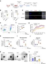 CD193 (CCR3) Antibody in Flow Cytometry (Flow)