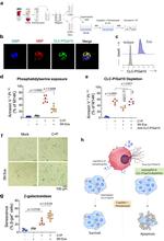 IL5RA Antibody in Flow Cytometry (Flow)