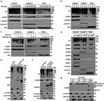 Caspase 2 Antibody in Western Blot (WB)