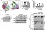 Caspase 2 Antibody in Western Blot (WB)