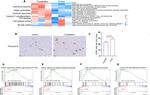 Granzyme B Antibody in Immunohistochemistry (Paraffin) (IHC (P))