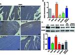 GALP Antibody in Immunohistochemistry (PFA fixed) (IHC (PFA))