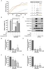 Phospho-Tau (Ser199, Ser202) Antibody in Western Blot (WB)