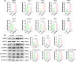 ZBED3 Antibody in Western Blot (WB)