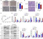 ZBED3 Antibody in Western Blot (WB)