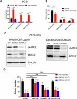 LOXL2 Antibody in Western Blot (WB)
