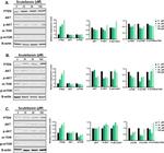 mTOR Antibody in Western Blot (WB)