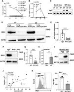 CD16 Antibody in Flow Cytometry (Flow)