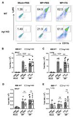 CD45 Antibody in Flow Cytometry (Flow)