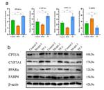 CYP7A1 Antibody in Western Blot (WB)