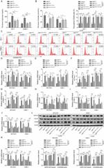 CD206 (MMR) Antibody in Flow Cytometry (Flow)