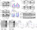 HOXB3 Antibody in Western Blot (WB)