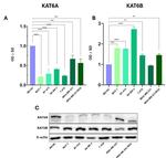 MOZ Antibody in Western Blot (WB)