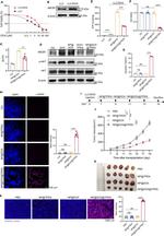 P-Glycoprotein Antibody in Western Blot (WB)