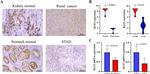 KLF2 Antibody in Immunohistochemistry (IHC)