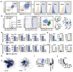 IL-6 Antibody in Flow Cytometry (Flow)