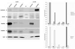 ALDH1A3 Antibody in Western Blot (WB)