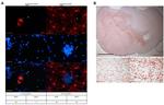 Nestin Antibody in Immunohistochemistry (PFA fixed) (IHC (PFA))