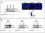Nkx3.2 Antibody in Western Blot (WB)