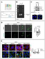 Nkx3.2 Antibody in ChIP Assay (ChIP)