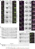 Ephrin B2 Antibody in Western Blot (WB)