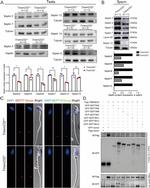 SEPT12 Antibody in Western Blot (WB)