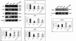 VEGF Antibody in Western Blot (WB)