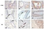 Somatostatin Antibody in Immunohistochemistry (Paraffin) (IHC (P))