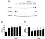 PPAR gamma Antibody in Western Blot (WB)