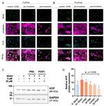 VCP Antibody in Western Blot (WB)