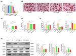 PPAR gamma Antibody in Western Blot (WB)