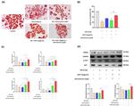 PPAR gamma Antibody in Western Blot (WB)