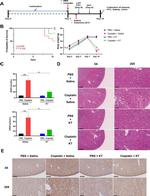 TIM-1 Antibody in Immunohistochemistry (IHC)