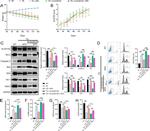 Nrf2 Antibody in Western Blot (WB)